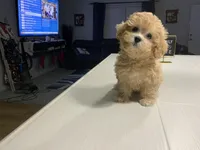 Fried Chicken , a female Shihpoo for sale in Belleville, MI – Photo 2 of 5