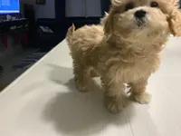 Fried Chicken , a female Shihpoo for sale in Belleville, MI – Photo 5 of 5