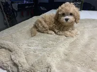 Fried Chicken , a female Shihpoo for sale in Belleville, MI – Photo 4 of 5