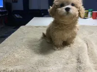Fried Chicken , a female Shihpoo for sale in Belleville, MI – Photo 1 of 5