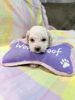 Luna , a female Shihpoo for sale in Belleville, MI – Photo 8 of 10