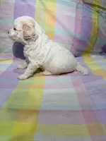 Luna , a female Shihpoo for sale in Belleville, MI – Photo 10 of 10