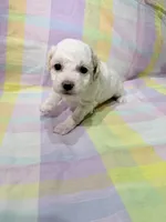 Luna , a female Shihpoo for sale in Belleville, MI – Photo 4 of 10