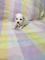 Luna , a female Shihpoo for sale in Belleville, MI – Photo 5 of 10