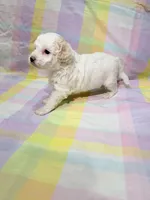 Luna , a female Shihpoo for sale in Belleville, MI – Photo 9 of 10