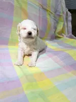 Luna , a female Shihpoo for sale in Belleville, MI – Photo 1 of 10