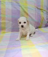Luna , a female Shihpoo for sale in Belleville, MI – Photo 2 of 10