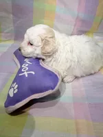 Luna , a female Shihpoo for sale in Belleville, MI – Photo 6 of 10