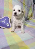 Luna , a female Shihpoo for sale in Belleville, MI – Photo 7 of 10