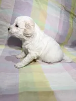 Luna , a female Shihpoo for sale in Belleville, MI – Photo 3 of 10