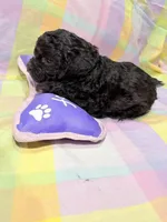 Lucci, a male Shihpoo for sale in Belleville, MI – Photo 2 of 7