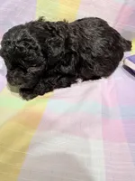 Lucci, a male Shihpoo for sale in Belleville, MI – Photo 6 of 7