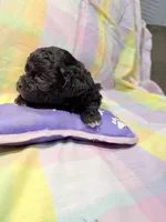 Lucci, a male Shihpoo for sale in Belleville, MI – Photo 1 of 7
