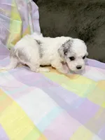 Lottie, a female Shihpoo for sale in Belleville, MI – Photo 2 of 10