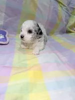 Lottie, a female Shihpoo for sale in Belleville, MI – Photo 3 of 10