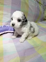 Lottie, a female Shihpoo for sale in Belleville, MI – Photo 1 of 10