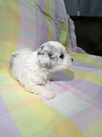 Lottie, a female Shihpoo for sale in Belleville, MI – Photo 8 of 10