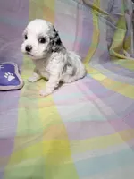 Lottie, a female Shihpoo for sale in Belleville, MI – Photo 9 of 10