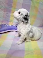 Lottie, a female Shihpoo for sale in Belleville, MI – Photo 6 of 10