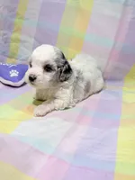 Lottie, a female Shihpoo for sale in Belleville, MI – Photo 4 of 10