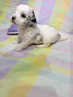 Lottie, a female Shihpoo for sale in Belleville, MI – Photo 7 of 10