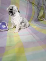 Lottie, a female Shihpoo for sale in Belleville, MI – Photo 10 of 10