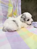 Lottie, a female Shihpoo for sale in Belleville, MI – Photo 5 of 10