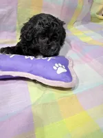 Lucci, a male Shihpoo for sale in Belleville, MI – Photo 5 of 7