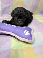 Lucci, a male Shihpoo for sale in Belleville, MI – Photo 4 of 7