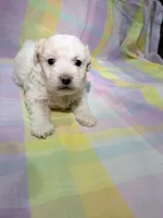 Lucky, a male Shihpoo for sale in Belleville, MI – Photo 4 of 10