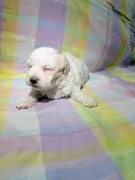 Lucky, a male Shihpoo for sale in Belleville, MI – Photo 5 of 10