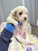 Lucky, a male Shihpoo for sale in Belleville, MI – Photo 2 of 10