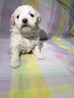 Lucky, a male Shihpoo for sale in Belleville, MI – Photo 1 of 10