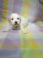 Lucky, a male Shihpoo for sale in Belleville, MI – Photo 6 of 10