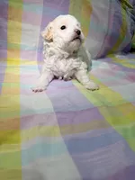 Lucky, a male Shihpoo for sale in Belleville, MI – Photo 8 of 10