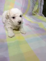 Lucky, a male Shihpoo for sale in Belleville, MI – Photo 3 of 10