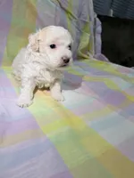 Lucky, a male Shihpoo for sale in Belleville, MI – Photo 7 of 10