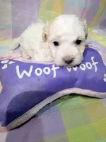 Lucky, a male Shihpoo for sale in Belleville, MI – Photo 9 of 10