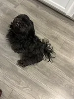 Diamond, a female Shih Tzu and Poodle - Miniature  for sale in Belleville, MI – Photo 3 of 5