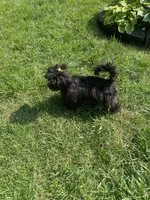 Diamond, a female Shih Tzu and Poodle - Miniature  for sale in Belleville, MI – 4 of 4