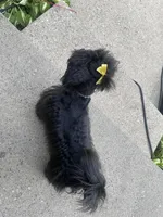 Diamond, a female Shih Tzu and Poodle - Miniature  for sale in Belleville, MI – 3 of 4