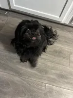 Diamond, a female Shih Tzu and Poodle - Miniature  for sale in Belleville, MI – Photo 5 of 5