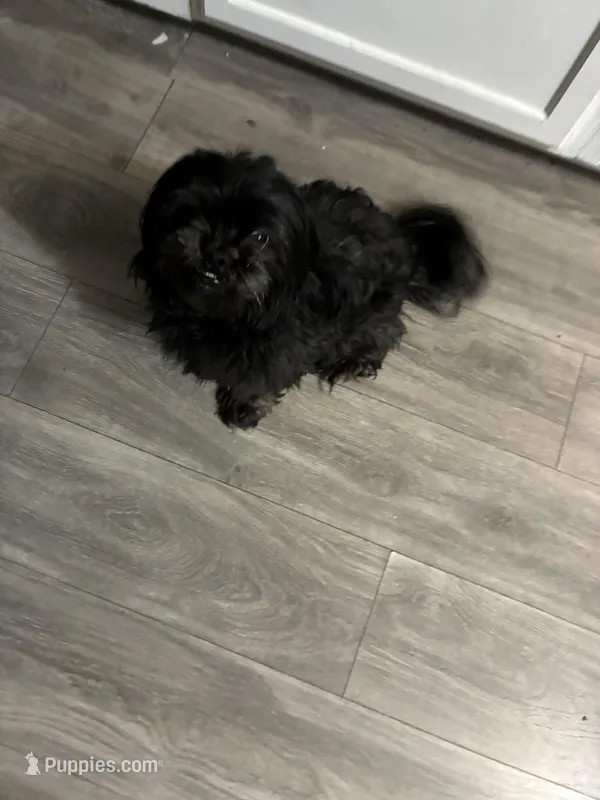 Diamond – Shih Tzu, Poodle - Miniature  puppy for sale in Belleville, MI