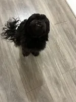 Diamond, a female Shih Tzu and Poodle - Miniature  for sale in Belleville, MI – Photo 4 of 5