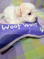 Lucky, a male Shihpoo for sale in Belleville, MI – Photo 10 of 10