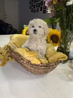 Biscuit , a female Shihpoo for sale in Belleville, MI – Photo 8 of 9