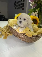 Biscuit , a female Shihpoo for sale in Belleville, MI – Photo 2 of 9