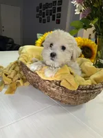 Biscuit , a female Shihpoo for sale in Belleville, MI – Photo 9 of 9