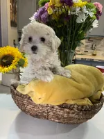 Biscuit , a female Shihpoo for sale in Belleville, MI – Photo 4 of 9