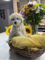 Biscuit , a female Shihpoo for sale in Belleville, MI – Photo 7 of 9